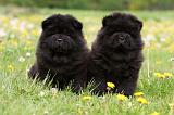 CHOW CHOW 502